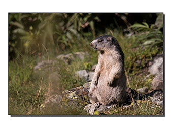 Photo de marmotte